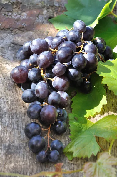 Black grapes — Stock Photo, Image