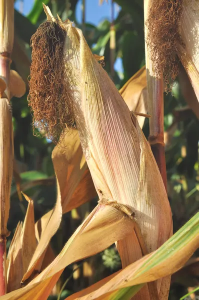 Cob de porumb — Fotografie, imagine de stoc