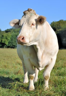 charolais inek