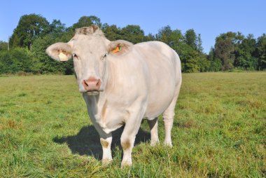 charolais inek