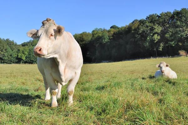 Friedliche Charolais-Kühe — Stockfoto