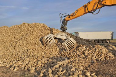 şekerpancarı hasat