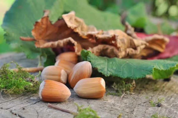 Hazelnuts and hazel leaves — Stock Photo, Image