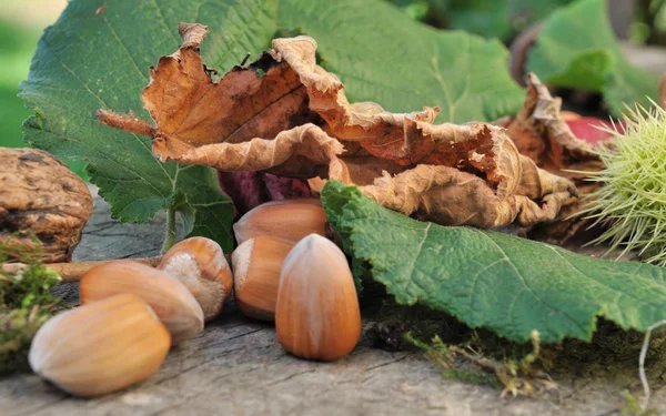 Nocciole tra le foglie — Foto Stock