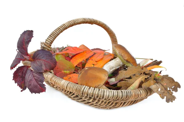 Porcini mushrooms in a basket — Stock Photo, Image