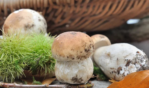 Setas porcini — Foto de Stock