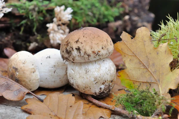 Funghi porcini — Foto Stock