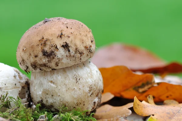 Porcini svamp — Stockfoto