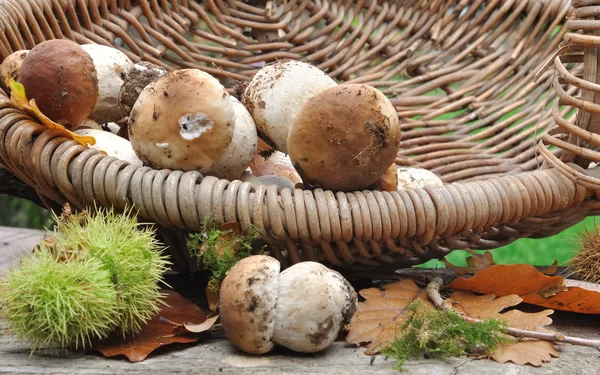 Cogumelos porcini — Fotografia de Stock