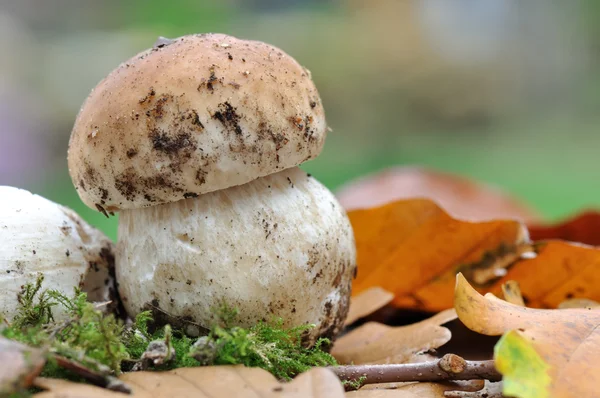 Гриб білих грибів — стокове фото