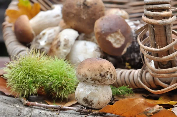 Funghi porcini — Foto Stock