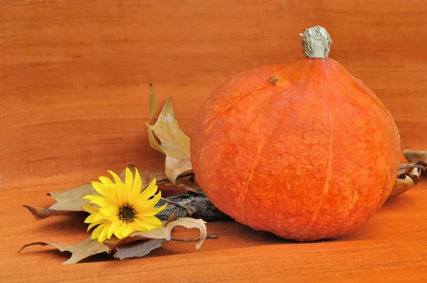 Pumpkins on orange background — Stock Photo, Image