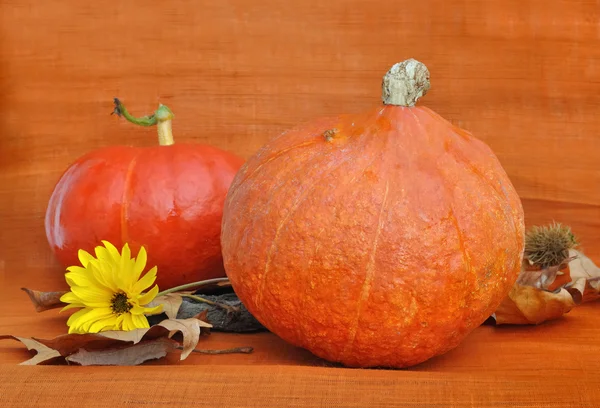 Pumpkins on orange background — Stock Photo, Image