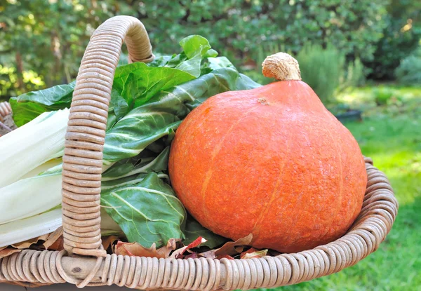 Chard and pumpkins in a basket — Stock Photo, Image