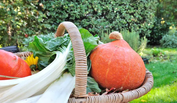 Basket of seasonal vegetables — Stock Photo, Image