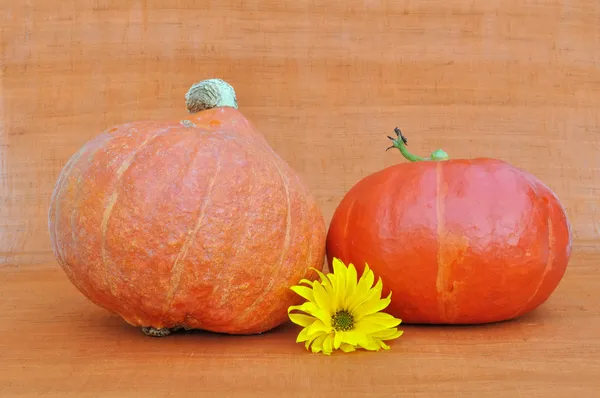 Daisy flower with pumpkins — Stock Photo, Image