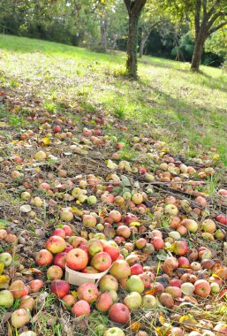 hasat elma elma şarabı üretimi için