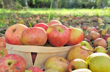hasat edilmiş elma