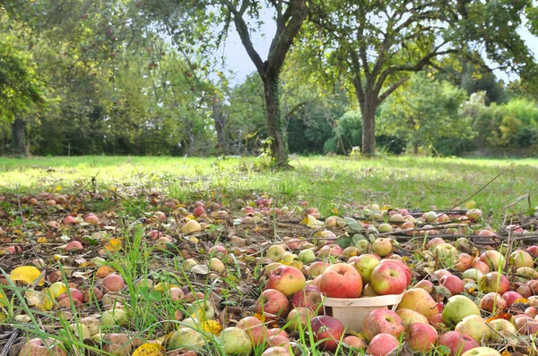 Colheita de maçã — Fotografia de Stock