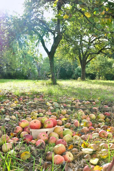 Apples harvest — Stock Photo, Image