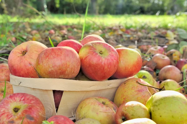 Geerntete Äpfel — Stockfoto