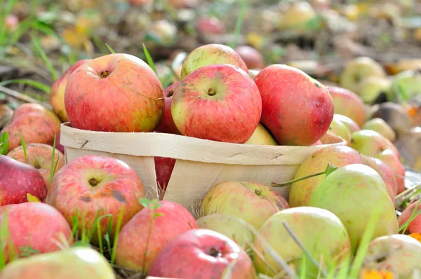 Hasat edilmiş elma — Stok fotoğraf