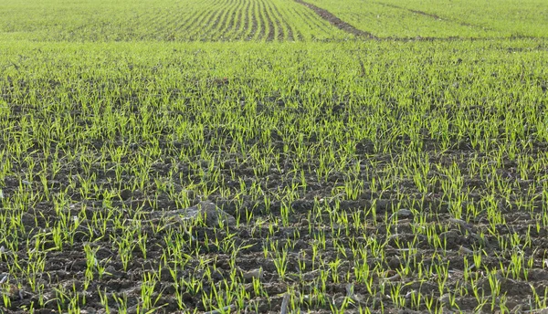 Plantor spannmål — Stockfoto