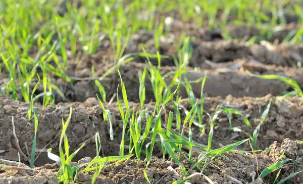 Seedlings cereal — Stock Photo, Image