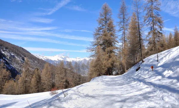 Sentiero in un bosco di larici — Foto Stock