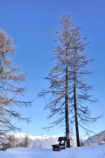 Large larch tree — Stock Photo, Image