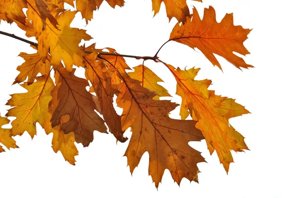 Oak leaves in autumn — Stock Photo, Image