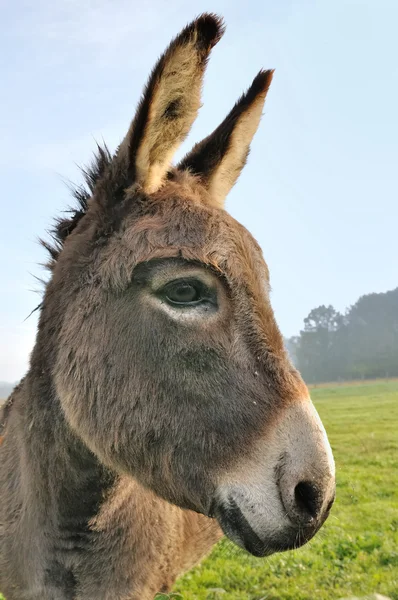 Cortar burro — Fotografia de Stock