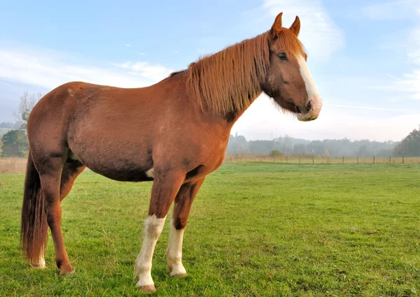 Un cheval marron a fière allure — Photo