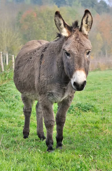 Un bonito burro. —  Fotos de Stock