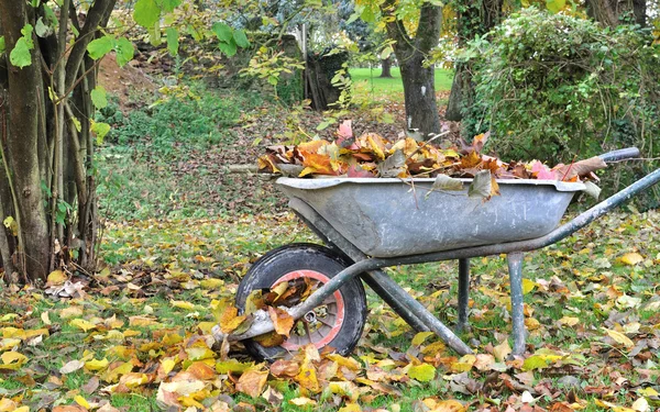 Weelbarrow filled with leaves — Stock Photo, Image