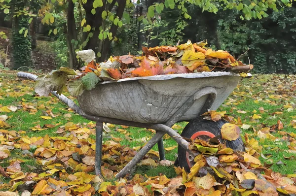 죽은 잎 수집 — 스톡 사진