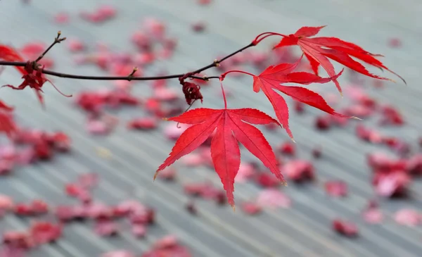 Maple leaves on terace — Stock Photo, Image