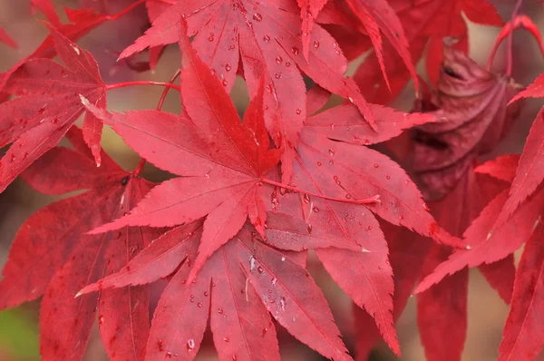 Покраснение листвы японского клена — стоковое фото