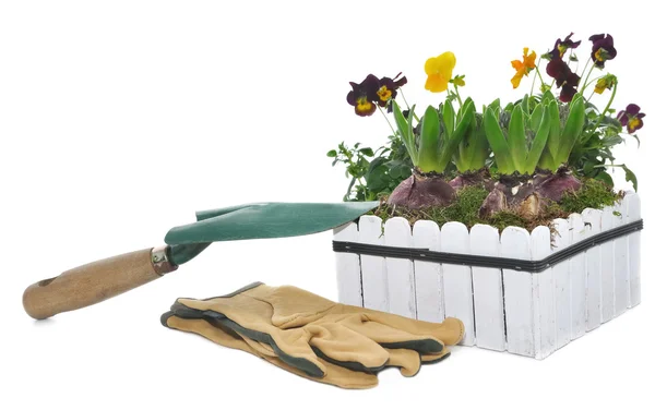 Aanplant van hyacinten in een pot met bloemen — Stockfoto