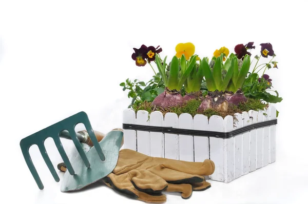 Planting of hyacinths in a flower pot — Stock Photo, Image