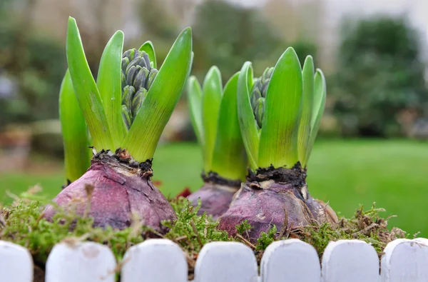 Flowering hyacinths — Stock Photo, Image