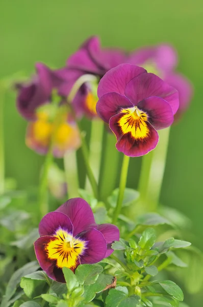 Cerca de hermoso pansy púrpura — Foto de Stock