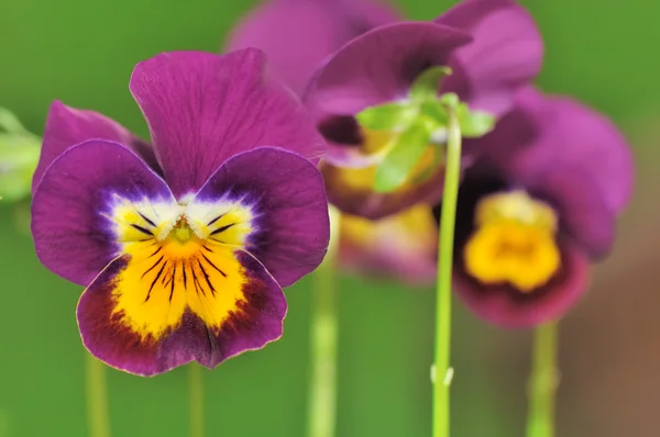 Cerca de hermoso pansy púrpura — Foto de Stock