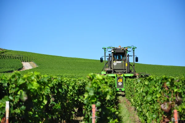 Pruning of the vines — Stock Photo, Image