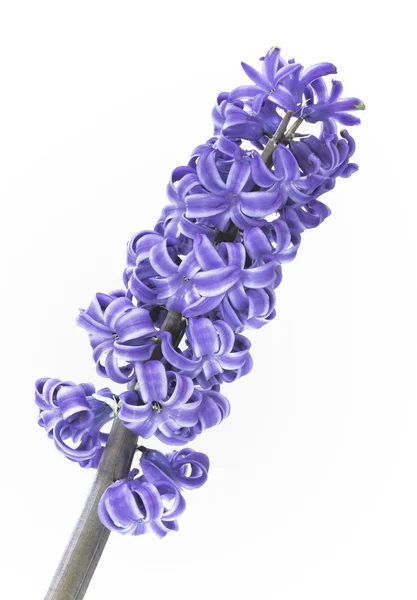 Fiore di giacinto viola — Foto Stock