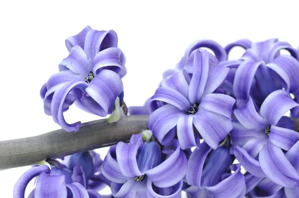 Kwiat fioletowy Hiacynt — Zdjęcie stockowe