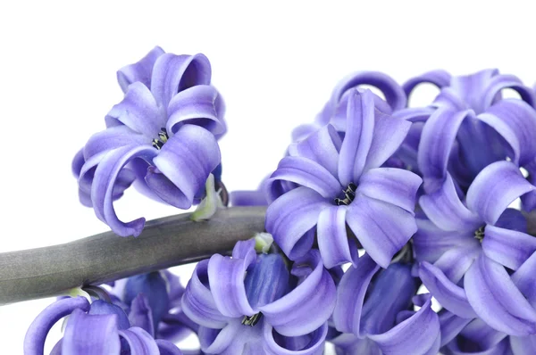 Fiore di giacinto viola — Foto Stock