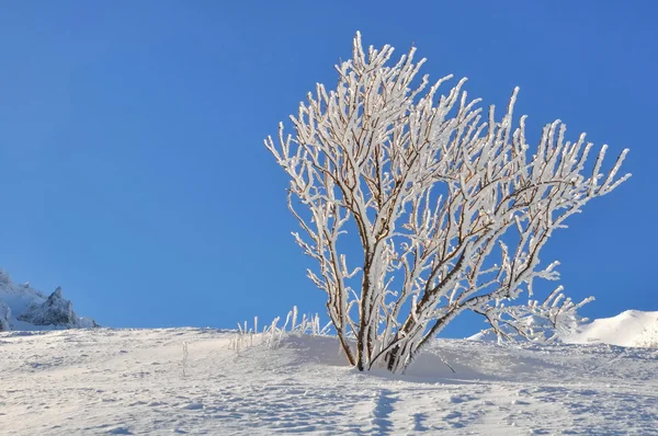 Beleza da natureza no inverno — Fotografia de Stock