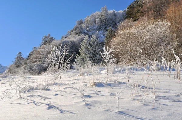 Mountain vegetation in winter — Stock Photo, Image