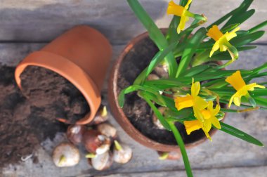 bitki çiçek soğanı dikim